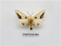 藏品(蘋掌舟蛾)的圖片